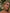 Annalise_Moore_AU